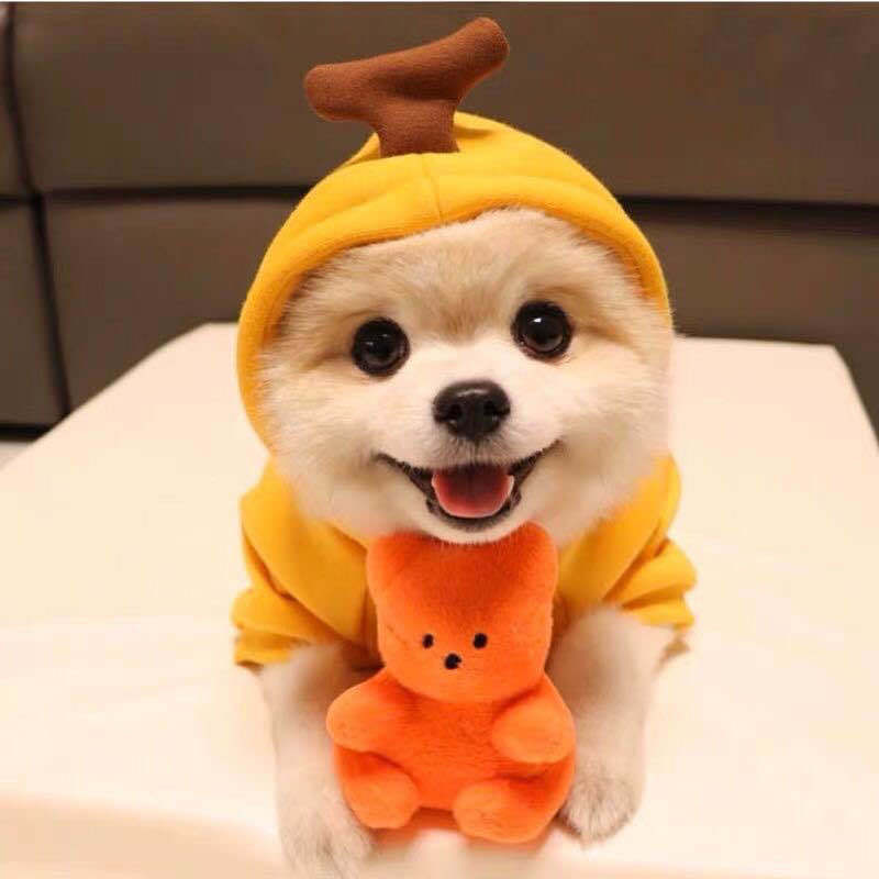 Cute Fruit Dog Hoodie – Warm Winter Pet Clothes